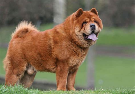 Breed Chow Chow. . Chow chow for sale near me